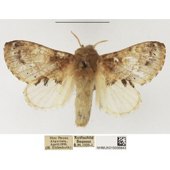 /filer/webapps/moths/media/images/T/triodonta_Odontocheilopteryx_AF_NHMUK.jpg
