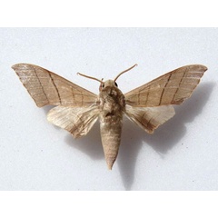 /filer/webapps/moths/media/images/M/molitor_Pseudoclanis_A_Goff_01.jpg