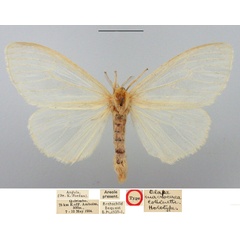 /filer/webapps/moths/media/images/M/macrocerca_Olapa_HT_BMNH.jpg