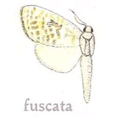 /filer/webapps/moths/media/images/F/fuscata_Salagena_HT_NHMUK.jpg