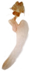 /filer/webapps/moths/media/images/A/aethiopica_Abrostola_GF_Dufay_Bx2_uymUPH5.jpg