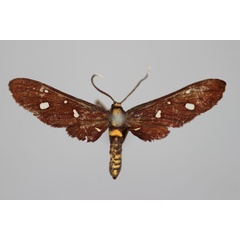 /filer/webapps/moths/media/images/P/phoenicia_Amata_HT_BMNH.jpg