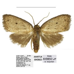 /filer/webapps/moths/media/images/B/banco_Spatulosia_HT_ANHRT.jpg