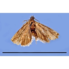 /filer/webapps/moths/media/images/P/pusilla_Camptrodoxa_HT_MRSN.jpg