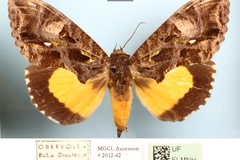 Eudocima divitiosa