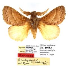 /filer/webapps/moths/media/images/M/manowensis_Bombycopsis_HT_SNHM.jpg