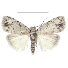 /filer/webapps/moths/media/images/C/congolana_Ezishnola_PTM_ANHRT_01.jpg