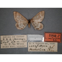 /filer/webapps/moths/media/images/M/mimetica_Mimoclystia_HT_RMCA_02.jpg