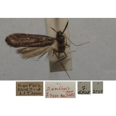 /filer/webapps/moths/media/images/A/amblopis_Daemonarcha_FPT_TMSA.jpg