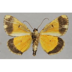 /filer/webapps/moths/media/images/T/triphaenata_Xylopteryx_HT_ZSMb.jpg