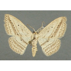 /filer/webapps/moths/media/images/E/erinaria_Scopula_AM_TMSA_02.jpg