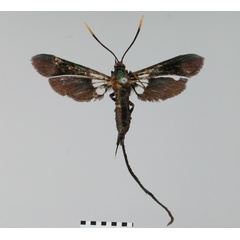 /filer/webapps/moths/media/images/A/aspetura_Pseudalcathoe_HT_BMNH.jpg