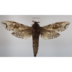 /filer/webapps/moths/media/images/M/moderata_Strigocossus_A_MGCLb_02_9H1mEyG.JPG