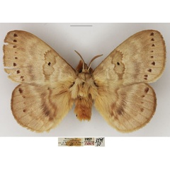 /filer/webapps/moths/media/images/G/goliath_Closterothrix_AM_NHMUK_01.jpg