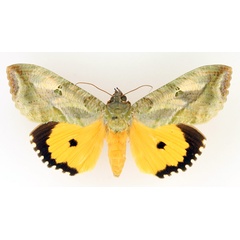 /filer/webapps/moths/media/images/M/materna_Eudocima_AM_TMSA_02.jpg