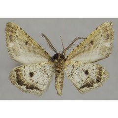 /filer/webapps/moths/media/images/G/gladstonei_Hypomecis_AM_ZSMb.jpg