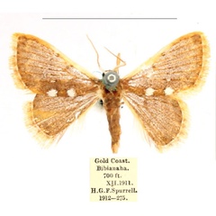 /filer/webapps/moths/media/images/A/albipuncta_Cerynea_AF_BMNH_njKdBId.jpg