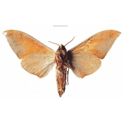 /filer/webapps/moths/media/images/K/kenyae_Pseudoclanis_AM_EMEM_02b.jpg
