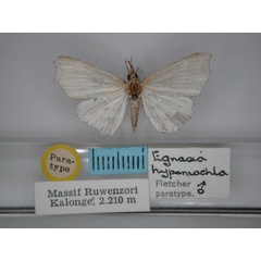 /filer/webapps/moths/media/images/H/hypomochla_Egnasia_PT_RMCA_01.jpg