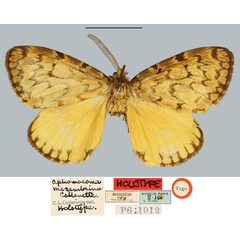 /filer/webapps/moths/media/images/M/mesembrinum_Aphomoeoma_HT_MNHN.jpg