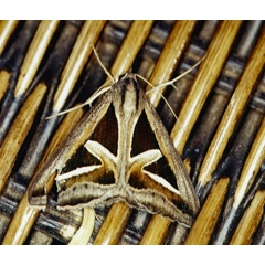 /filer/webapps/moths/media/images/H/hyppasia_Trigonodes_A_Roland_01.jpg