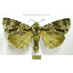 /filer/webapps/moths/media/images/P/paragrapha_Megalonycta_AM_TMSA.jpg