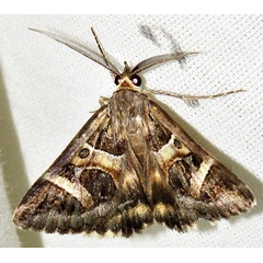 /filer/webapps/moths/media/images/V/vermiculosa_Cerocala_A_Braun_14.jpg