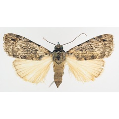 /filer/webapps/moths/media/images/A/aspera_Tachosa_AM_TMSA_01.jpg