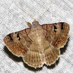 /filer/webapps/moths/media/images/M/mutuaria_Mocis_A_Braun_15.jpg