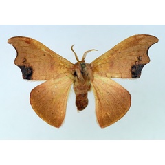 /filer/webapps/moths/media/images/S/subtilis_Gonoreta_AF_TMSA_02.jpg