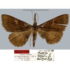 /filer/webapps/moths/media/images/N/nazus_Hypena_HT_MNHN.jpg