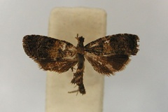 Endothenia euryteles
