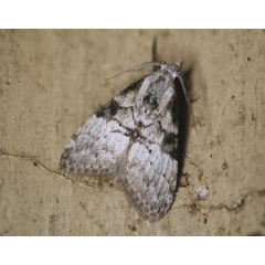 /filer/webapps/moths/media/images/S/steniphona_Meganola_A_Roland_02.jpg