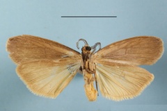 Coniopsyche squamosa