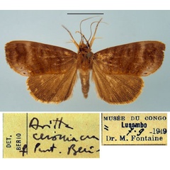 /filer/webapps/moths/media/images/C/ceromacra_Avitta_PTF_MSNM.jpg