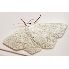 /filer/webapps/moths/media/images/C/candidata_Xenochroma_A_Braun_04.jpg