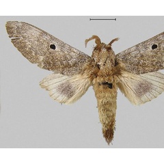 /filer/webapps/moths/media/images/A/abigailae_Dinometa_PTM_Mueller_02.jpg