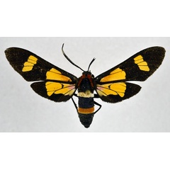 /filer/webapps/moths/media/images/A/amoena_Euchromia_A_NHMO.jpg