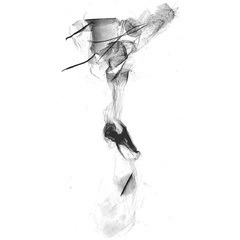 /filer/webapps/moths/media/images/T/thikaensis_Corymbus_GFPT_NHMUK.jpg