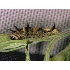 /filer/webapps/moths/media/images/B/biplaga_Earias_C_Roland_01.jpg