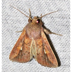 /filer/webapps/moths/media/images/L/laevusta_Mythimna_A_Braun_13.jpg