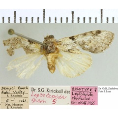 /filer/webapps/moths/media/images/R/rhodesiae_Stenostaura_HT_NMB.jpg