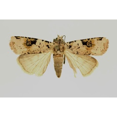 /filer/webapps/moths/media/images/B/basilewskyi_Mentaxya_AT_RMCA_02.jpg