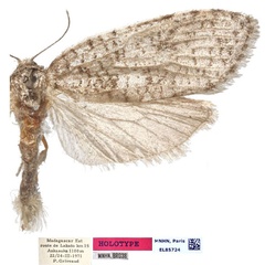 /filer/webapps/moths/media/images/M/masokely_Dregia_HT_MNHN.jpg