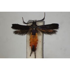 /filer/webapps/moths/media/images/H/haemogastra_Eretmocera_PT_BMNH.jpg