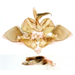 /filer/webapps/moths/media/images/M/medleri_Eutamsia_GMHT_MNHN_577.jpg