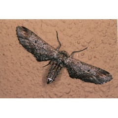 /filer/webapps/moths/media/images/G/grisea_Eulycia_F_Roland_01_wFXlCDK.jpg