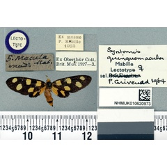 /filer/webapps/moths/media/images/Q/quinquemacula_Dubianaclia_LT_BMNHa.jpg