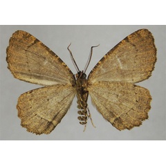 /filer/webapps/moths/media/images/F/fulvistrigata_Menophra_HT_ZSMb.jpg