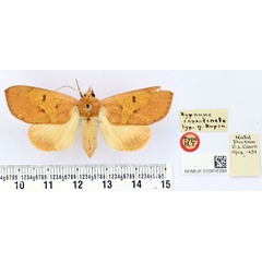 /filer/webapps/moths/media/images/R/roseitincta_Hypanua_HT_BMNH.jpg